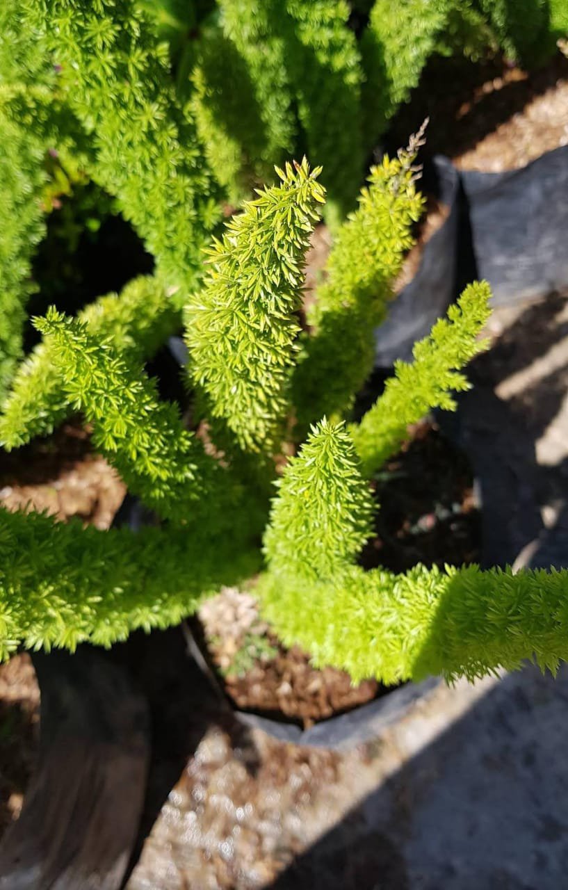 Live Plant Fox Tail Fern Plant Home Grown Garden Plant EMER