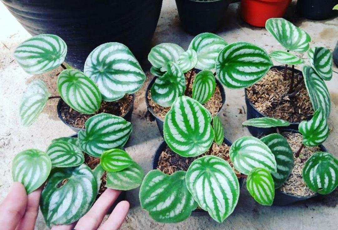 Live Plant Peperomia Watermelon Pep argyreia Plant Home Grown Garden Plant EMER