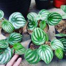 Live Plant Peperomia Watermelon Pep argyreia Plant Home Grown Garden Plant EMER