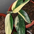 Live Plant Monstera Standleyana Aurea Variegated Plant Home Grown Garden Plant EMER