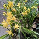Bulbs Plant Orchid Cymbidium Golden Plant Home Grown Garden Plant EMER