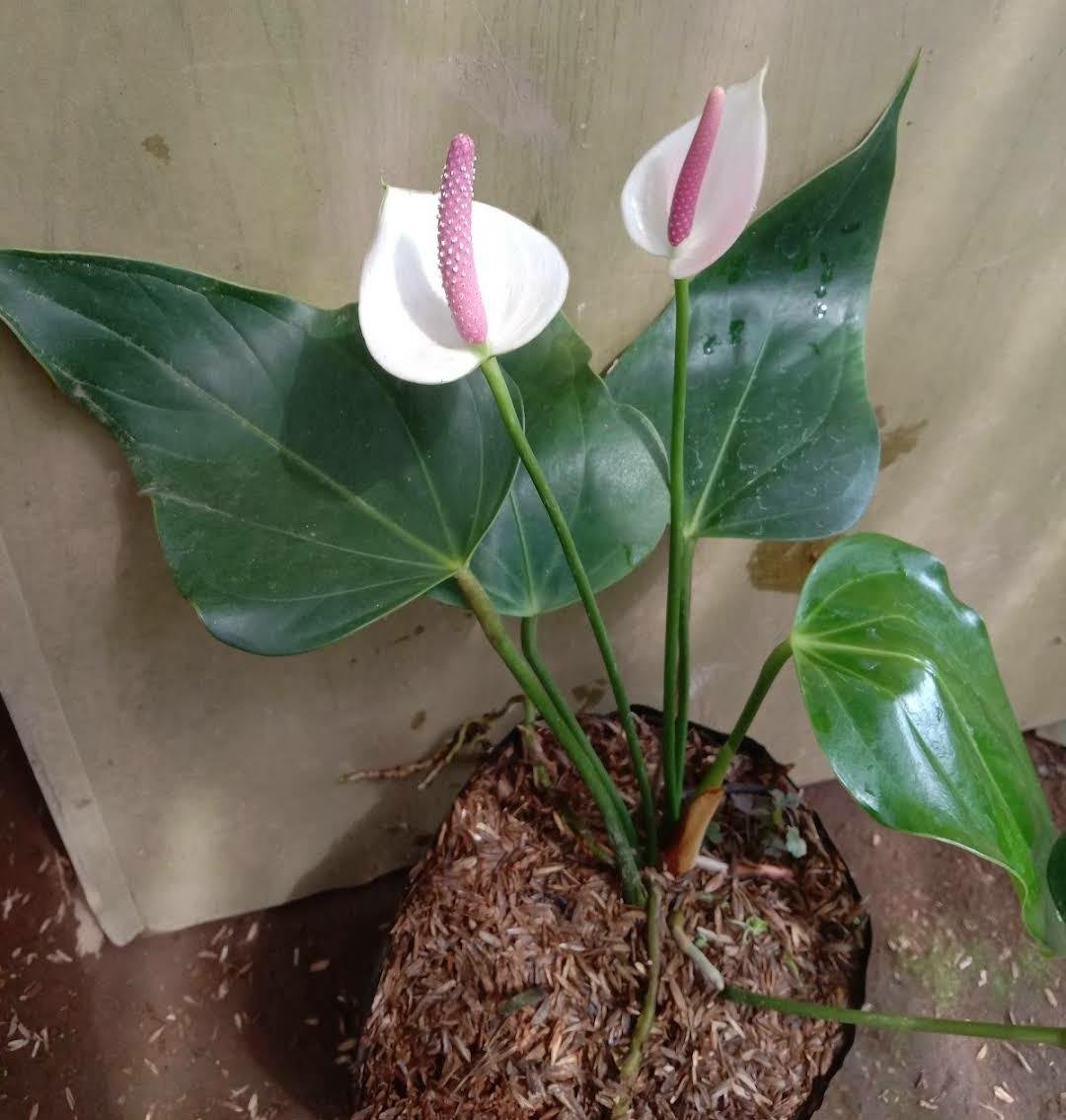 Live Plant White Princess ANTHURIUM Plant Home Grown Garden Plant EMER