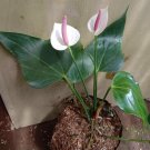 Live Plant White Princess ANTHURIUM Plant Home Grown Garden Plant EMER