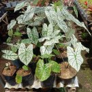 3 Bulbs Plant White Queen Caladium Plant Home Grown Garden Plant EMER