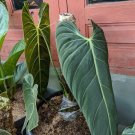Live Plant Philodendron Melanochrysum Plant Home Grown Garden Plant EMER