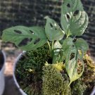 Live Plant Monstera Adansonii 'Swiss Cheese Plant' Home Grown Garden Plant EMER
