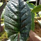 Live Plant Alocasia Wentii Plant Home Grown Garden Plant EMER