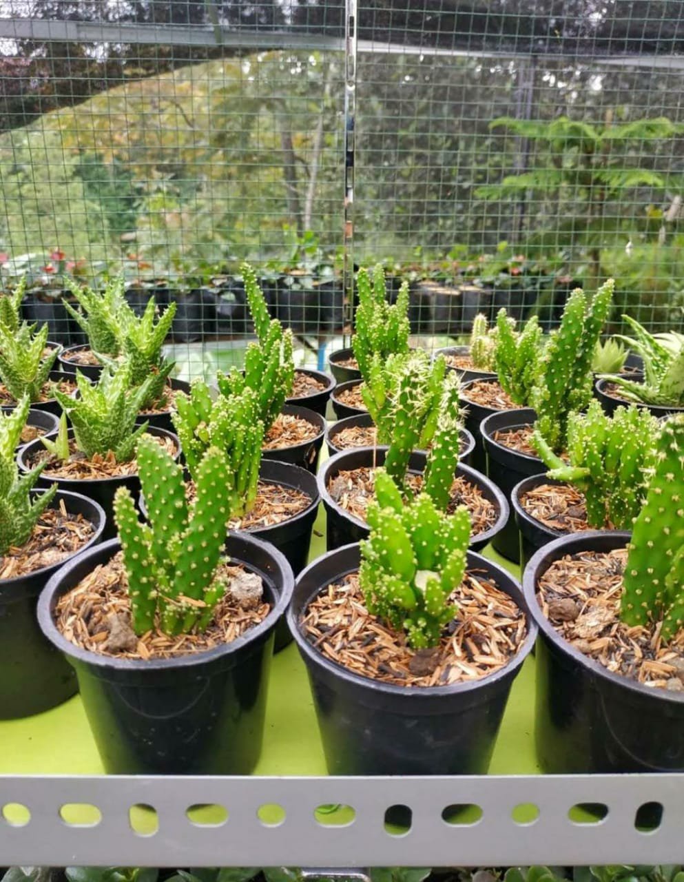 Live Plant Opuntia Rufida Minima Monstrose Plant Home Grown Garden Plant EMER