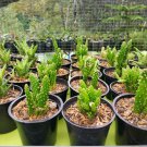Live Plant Opuntia Rufida Minima Monstrose Plant Home Grown Garden Plant EMER