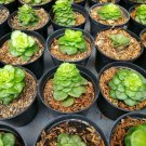 Live Plant SEDEVERIA ‘LETIZIA’ Plant Home Grown Garden Plant EMER