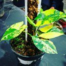 Live Plant Syngonium Yellow Plant Home Grown Garden Plant EMER