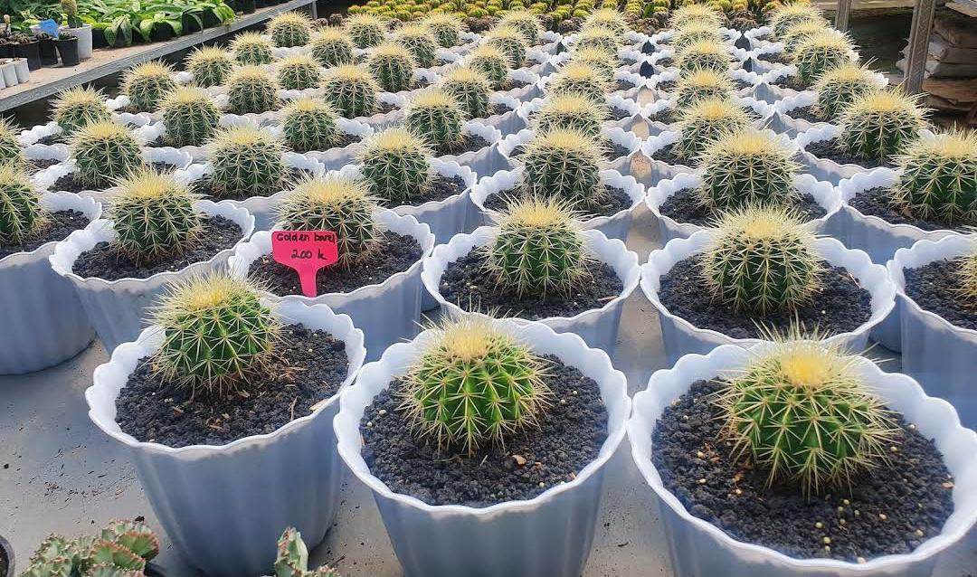 Live Plant Echinocactus grusonii Golden Barrel Plant Home Grown Garden Plant EMER
