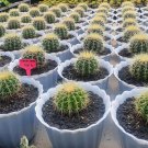 Live Plant Echinocactus grusonii Golden Barrel Plant Home Grown Garden Plant EMER