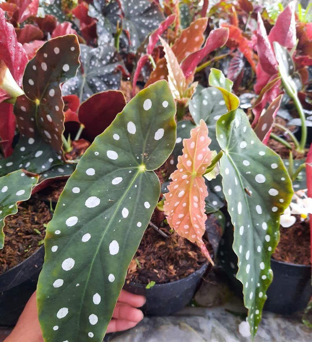 Live Plant Polka Dot Begonia Plant Home Grown Garden Plant EMER