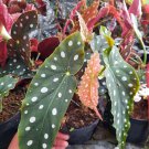 Live Plant Polka Dot Begonia Plant Home Grown Garden Plant EMER
