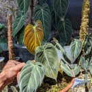 Live Plant Philodendron Melanochrysum Plant Home Grown Garden Plant EMER
