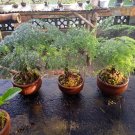 Live Plant Asparagus Fern (Plumosa) Plant Home Grown Garden Plant EMER