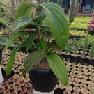 Live Plant Royal CHANDALIER Magnifica Medinilla Plant Home Grown Garden Plant EMER