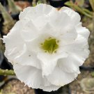 100 Seeds Plant Zinnia PUMILA WHITE Plant Home Grown Garden Plant EMER