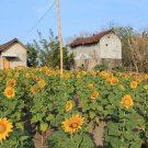 10 Seeds Plant Mammoth Grey-Stripe Sunflower Plant Home Grown Garden Plant EMER