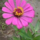 75 Seeds Plant Purple Zinnia Seeds Violet Queen Plant Home Grown Garden Plant EMER