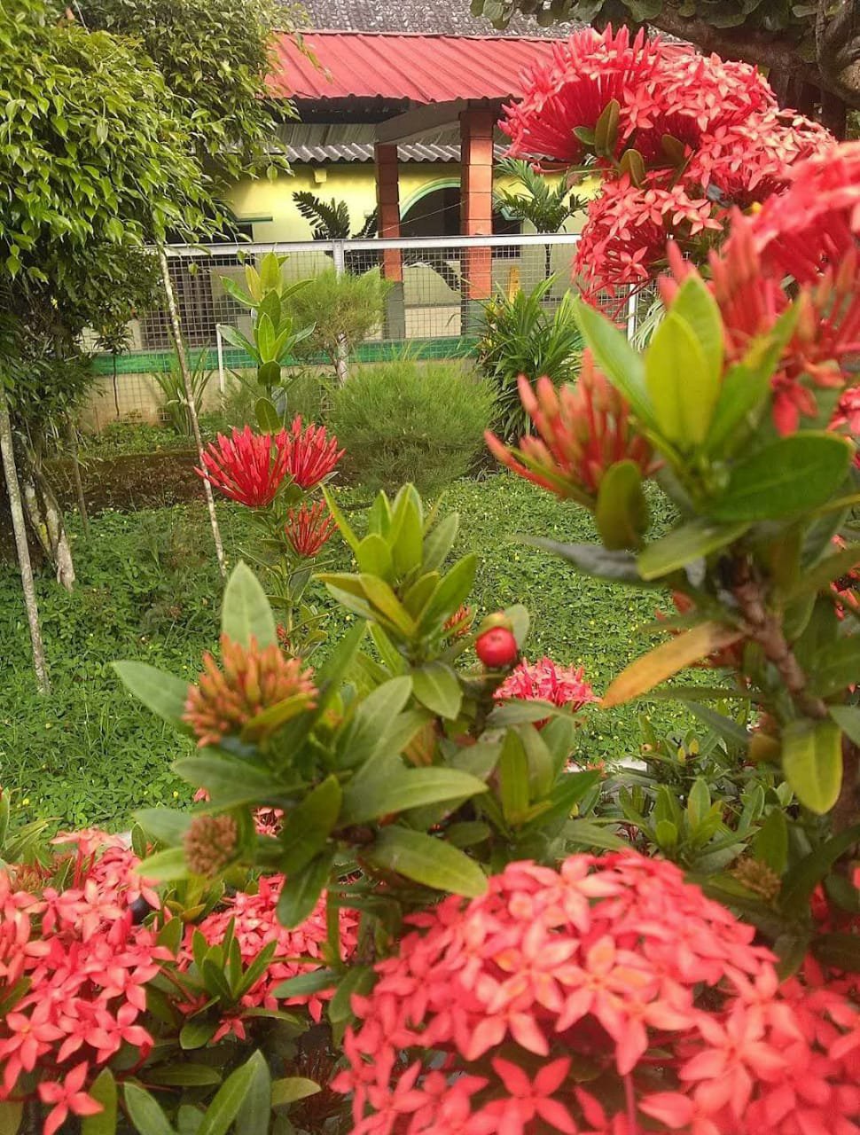 Live Plant Orange Hydrangea Ixora Plant Home Grown Garden Plant EMER