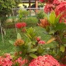 Live Plant Orange Hydrangea Ixora Plant Home Grown Garden Plant EMER