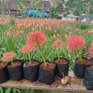 2 Bulbs Plant Blood Lily Scadoxus Multiflorus Plant Home Grown Garden Plant EMER