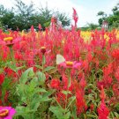 400 Seeds Plant Celosia Red Crimson Scarlet Plant Home Grown Garden Plant EMER