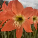 3 Bulbs Plant Red Amaryllis Striped Barbados Lily Plant Home Grown Garden Plant EMER