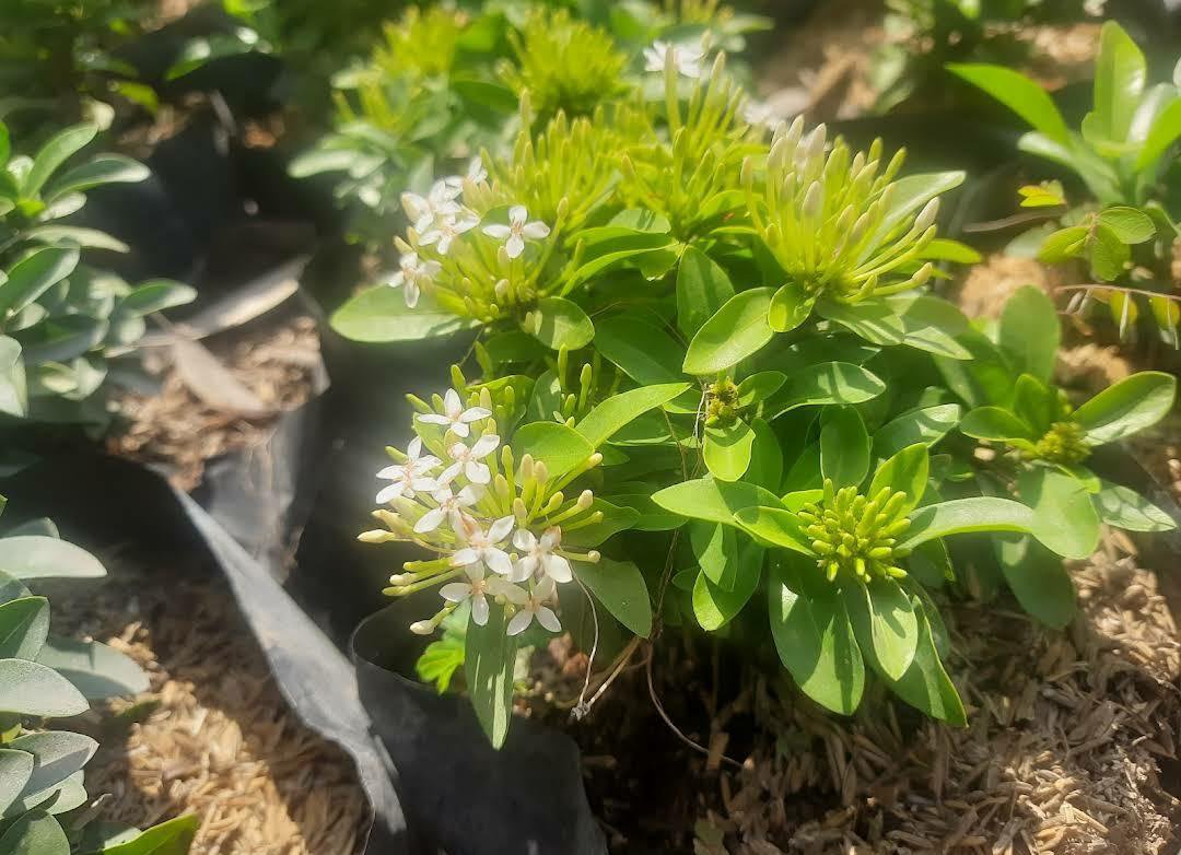 Live Plant Dwarf WHITE Tropical Ixora Plant Home Grown Garden Plant EMER