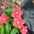 25 Seeds Plant Cobra Vinca Orange Plant Home Grown Garden Plant EMER
