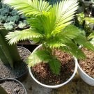 Live Plant Majesty Palm Tree Plant Home Grown Garden Plant EMER