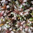 Live Plant Cordyline fruticosa Chennal Plant Home Grown Garden Plant EMER