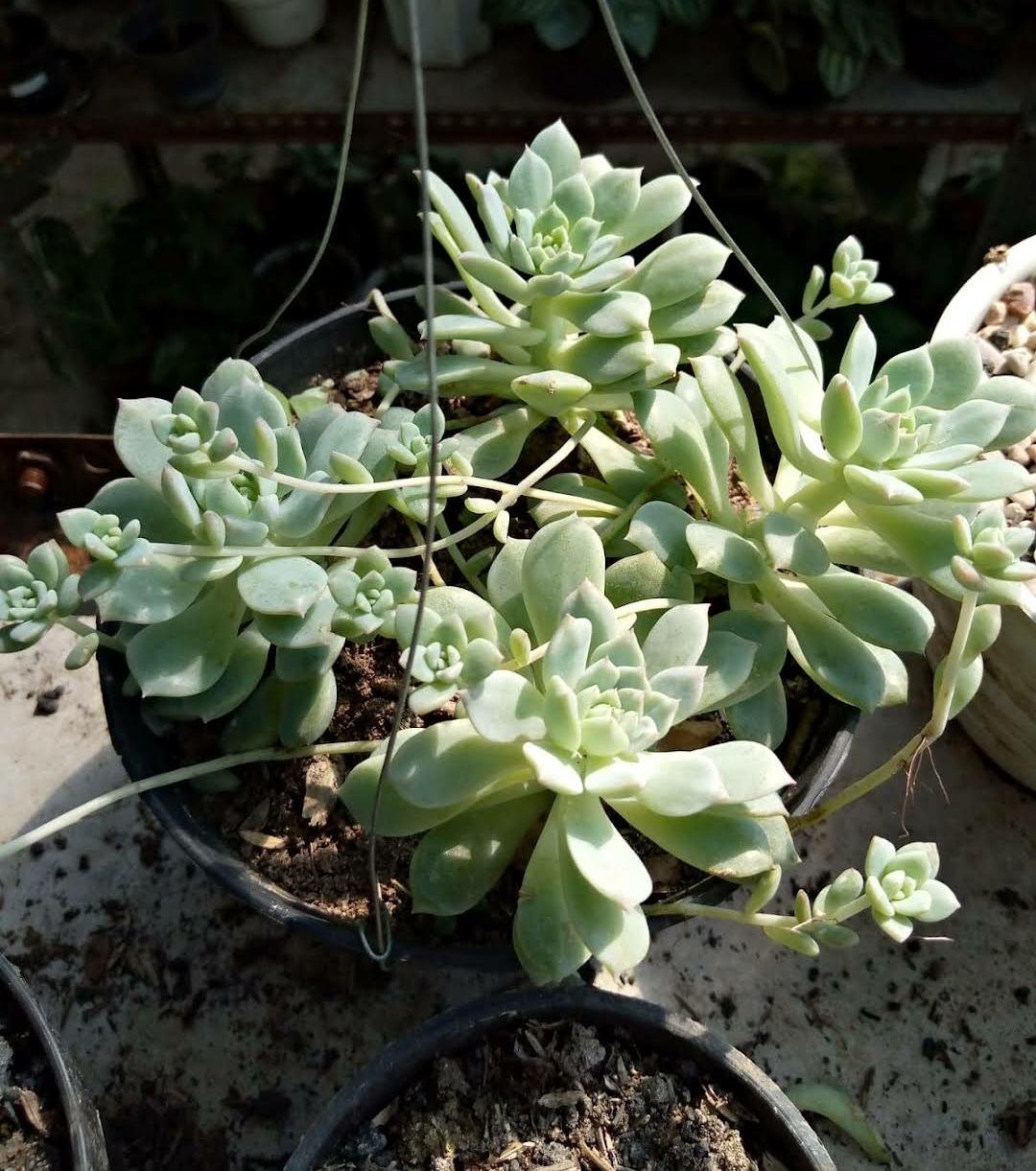 Live Plant Echeveria prolifica Plant Home Grown Garden Plant EMER