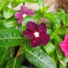 25 Seeds Plant Burgundy Halo Vinca Plant Home Grown Garden Plant EMER