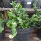 Live Plant Epiphyllum Guatemalense Monstrose CURLY LOCKS Plant Home Grown Garden Plant EMER