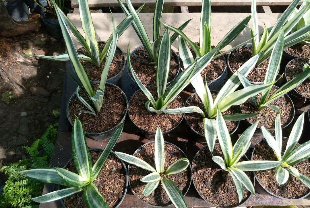 Live Plant Sansevieria Parva Lancet variegated Plant Home Grown Garden Plant EMER