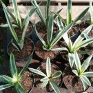 Live Plant Sansevieria Parva Lancet variegated Plant Home Grown Garden Plant EMER