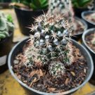 Live Plant Mammillaria polythele 'Toluca' Plant Home Grown Garden Plant EMER