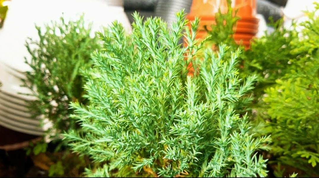 Live Plant Thuja Arborvitae Green Giant Plant Home Grown Garden Plant EMER