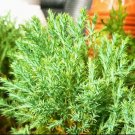 Live Plant Thuja Arborvitae Green Giant Plant Home Grown Garden Plant EMER