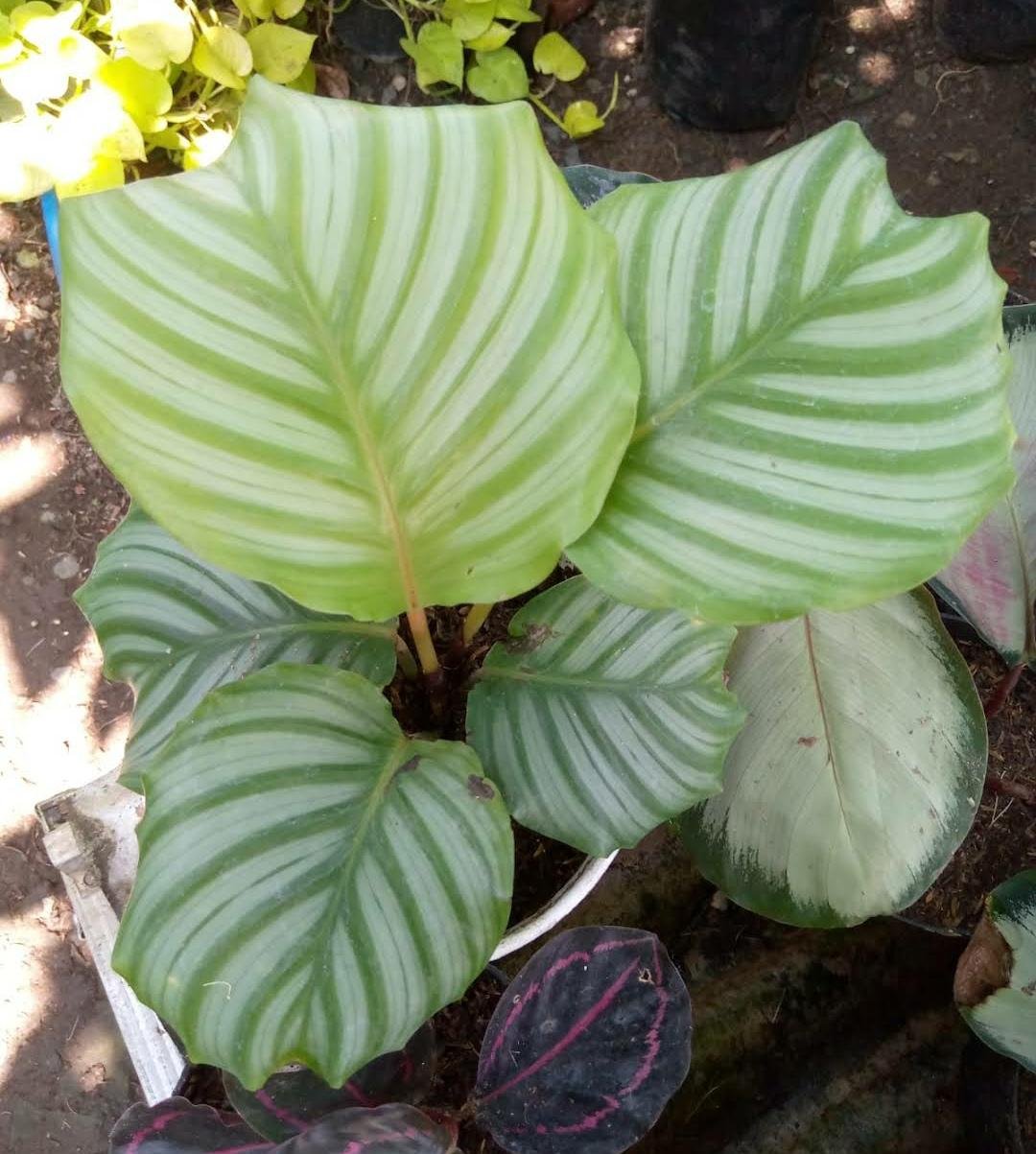 Live Plant Calathea orbifolia, Orbit Peacock Plant Home Grown Garden Plant EMER