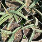Live Plant Sansevieria Hallii Plant Home Grown Garden Plant EMER