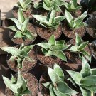 Live Plant SNAKE PLANT Sansevieria Snow White Plant Home Grown Garden Plant EMER