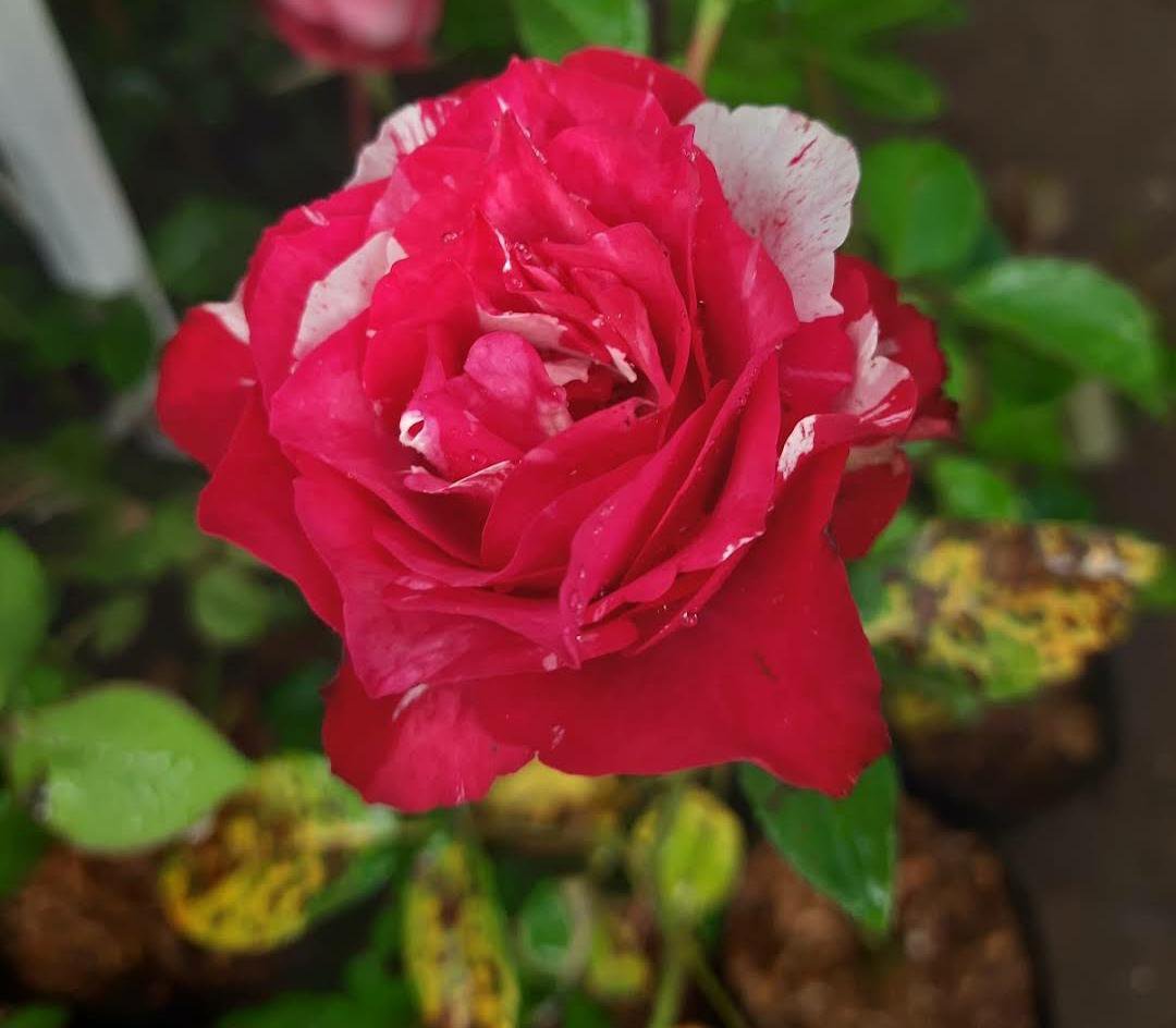 20 Seeds Plant rose flower red white Plant Home Grown Garden Plant EMER