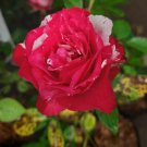 20 Seeds Plant rose flower red white Plant Home Grown Garden Plant EMER