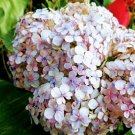 Live Plant Ayesha Hydrangea Flower Plant Home Grown Garden Plant EMER