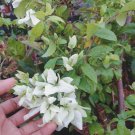 Live Plant Bougainvillea White Flower Plant Home Grown Garden Plant EMER