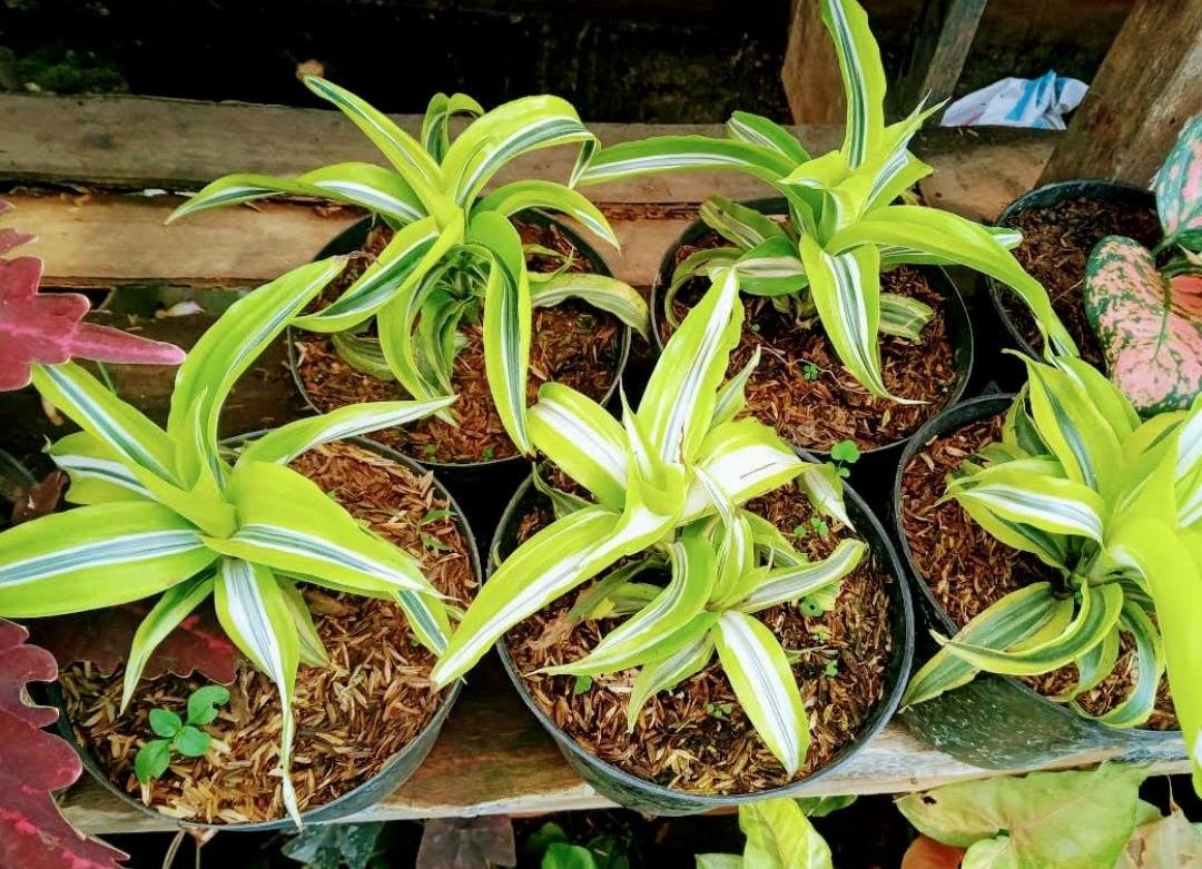 Live Plant Dracaena Sanderiana Variegata Plant Home Grown Garden Plant EMER